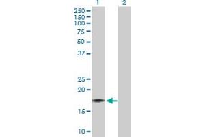 Western Blot analysis of IL17F expression in transfected 293T cell line by IL17F MaxPab polyclonal antibody.