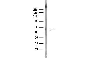 Western blot analysis of lysates from Hela cells(UV, 30 min treatment), using ARP2 Antibody at 1/1000 dilution.