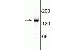 Western blot of 10 µg of rat cerebellar lysate showing specific immunolabeling of the ~140 kDa NR2C subunit of the NMDA receptor. (GRIN2C anticorps  (N-Term))