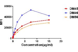 Affinity ranking of different Rabbit anti-CD138 mAb clones by titration of different concentration onto H929 cells. (Recombinant Syndecan 1 anticorps  (AA 23-254))