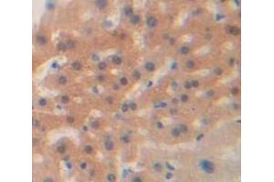 IHC-P analysis of Mouse Tissue, with DAB staining. (HSP27 anticorps  (AA 1-209))