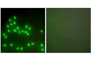 Immunofluorescence analysis of A549 cells, using Ku70/80 Antibody . (XRCC5 anticorps  (C-Term))