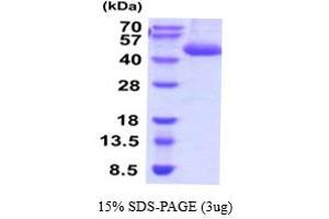 SDS-PAGE (SDS) image for Cathepsin E (CTSE) (AA 21-397) protein (His tag) (ABIN5854485)
