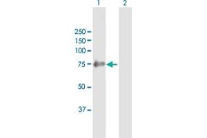 Western Blot analysis of SHC4 expression in transfected 293T cell line by SHC4 MaxPab polyclonal antibody.