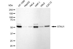 Western blotting analysis using STAU1 antibody (ABIN7800434). (Recombinant STAU1/Staufen anticorps)