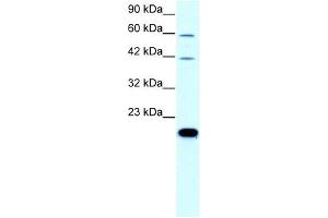 Claudin 23 antibody used at 0. (Claudin 23 anticorps  (C-Term))