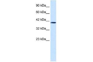 Nucleobindin 2 antibody used at 1.