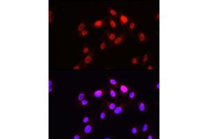 Immunofluorescence analysis of U2OS cells using HOPX Rabbit pAb (ABIN7267782) at dilution of 1:50 (40x lens). (HOPX anticorps  (AA 1-73))