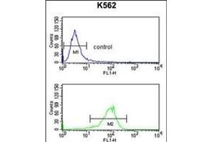 ATP1B2 Antibody (Center) (ABIN653219 and ABIN2842755) flow cytometry analysis of K562 cells (bottom histogram) compared to a negative control cell (top histogram).