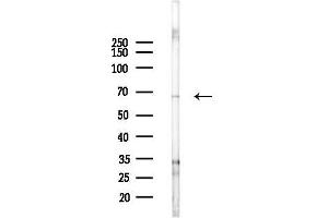 anti-Ectodermal-Neural Cortex 1 (With BTB-Like Domain) (ENC1) (N-Term) antibody