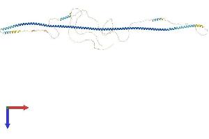 Taxilin beta (TXLNB) (AA 1-684) protein (His tag)