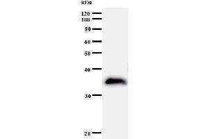 Western Blotting (WB) image for anti-BUD31 Homolog (BUD31) antibody (ABIN930970) (BUD31 anticorps)