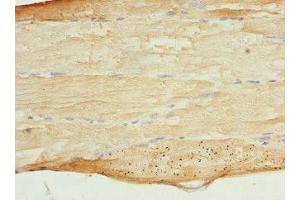 Immunohistochemistry of paraffin-embedded human skeletal muscle tissue using ABIN7160608 at dilution of 1:100