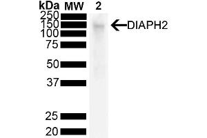 Western Blot analysis of Mouse liver showing detection of 125 kda DIAPH2 protein using Mouse Anti-DIAPH2 Monoclonal Antibody, Clone V78 P3C10-D3 (ABIN6932857). (DIAPH2 anticorps  (PerCP))