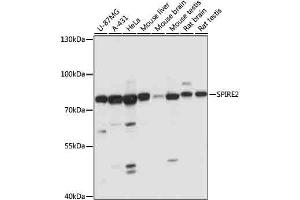 Western blot analysis of extracts of various cells, using SPIRE2 antibody (ABIN7270538) at 1:1000 dilution. (SPIRE2 anticorps  (AA 1-190))