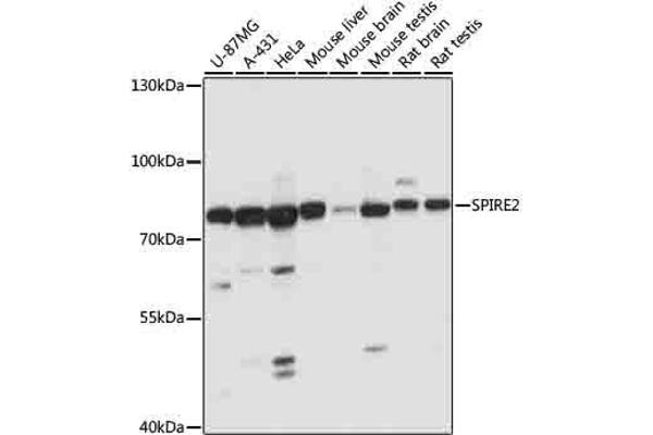 SPIRE2 anticorps  (AA 1-190)