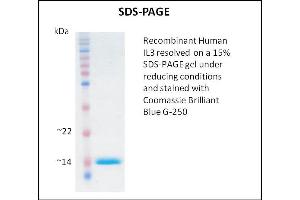 SDS-PAGE (SDS) image for Interleukin 3 (IL-3) (Active) protein (ABIN5509348) (IL-3 Protéine)