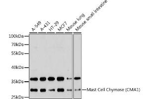 Western blot analysis of extracts of various cell lines, using Mast Cell Chymase (Mast Cell Chymase (CM)) antibody (ABIN6129269, ABIN6138762, ABIN6138763 and ABIN6221317) at 1:3000 dilution.