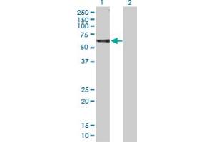 Western Blot analysis of NCK1 expression in transfected 293T cell line by NCK1 MaxPab polyclonal antibody. (NCK1 anticorps  (AA 1-377))
