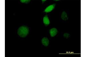 Immunofluorescence of purified MaxPab antibody to MORF4 on HeLa cell. (MORF4 anticorps  (AA 1-235))