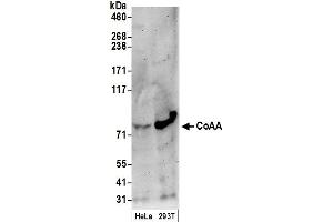 Western Blotting (WB) image for anti-CoaA (AA 150-200) antibody (ABIN7449380) (CoaA (AA 150-200) anticorps)
