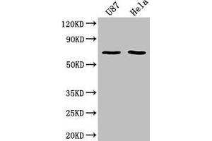 Western Blot Positive WB detected in: U87 whole cell lysate, Hela whole cell lysate All lanes: SUSD5 antibody at 1:2000 Secondary Goat polyclonal to rabbit IgG at 1/50000 dilution Predicted band size: 69 kDa Observed band size: 69 kDa (SUSD5 anticorps  (AA 46-287))