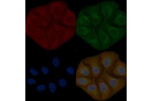ASPRV1 Mouse Monoclonal Antibody staining Hela cells by IF/ICC. (ASPRV1 anticorps)