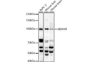 Western blot analysis of extracts of various cell lines, using  antibody (ABIN6131155, ABIN6136539, ABIN6136540 and ABIN6221035) at 1:1000 dilution.