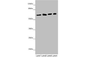 Western blot All lanes: SOCS4 antibody at 4. (SOCS4 anticorps  (AA 1-270))
