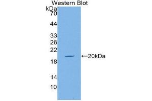 Western Blotting (WB) image for anti-Mucin 5AC, Oligomeric Mucus/gel-Forming (MUC5AC) (AA 4944-5030) antibody (ABIN1077678)