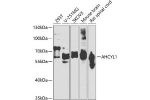 Western blot analysis of extracts of various cell lines, using  antibody (ABIN6129886, ABIN6136667, ABIN6136668 and ABIN6223725) at 1:1000 dilution. (AHCYL1 anticorps  (AA 31-260))