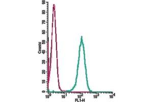 Cell surface detection of ACE2 by indirect flow cytometry in live intact human  monocytic leukemia cell line: + goat-anti-rabbit-FITC. (ACE2 anticorps  (Extracellular))