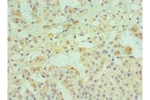 Immunohistochemistry of paraffin-embedded human adrenal gland tissue using ABIN7149982 at dilution of 1:100