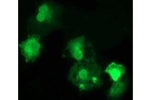 Anti-DNAJB1 mouse monoclonal antibody (ABIN2454093) immunofluorescent staining of COS7 cells transiently transfected by pCMV6-ENTRY DNAJB1 (RC201762). (DNAJB1 anticorps)