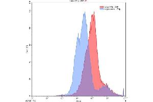 Detection of IFNg in 293F line transfected with target gene using Polyclonal Antibody to Interferon Gamma (IFNg)