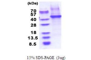 SDS-PAGE (SDS) image for CD14 (CD14) (AA 20-349) protein (His tag) (ABIN5853725)