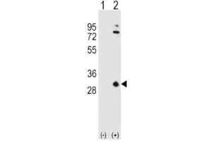 Western blot analysis of APOA1 antibody and 293 cell lysate either nontransfected (Lane 1) or transiently transfected (2) with the APOA1 gene. (APOA1 anticorps  (AA 10-37))