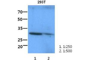 The lysate of 293T (60ug) were resolved by SDS-PAGE, transferred to PVDF membrane and probed with anti-human ITLN1 antibody(1:250-1:500). (ITLN1/Omentin anticorps)