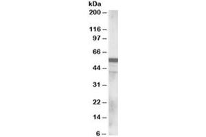 Western blot testing of human lung lysate with RNF8 antibody at 0. (RNF8 anticorps)