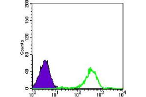 Flow cytometric analysis of Raji cells using FAK mouse mAb (green) and negative control (purple). (FAK anticorps)