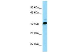 Image no. 1 for anti-RAR-Related Orphan Receptor B (RORB) (AA 86-135) antibody (ABIN6748143) (RORB anticorps  (AA 86-135))