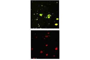 Immunofluorescence Microscopy of Rabbit Anti-beta Amyloid pyro E3 antibody.