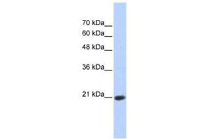 TCEAL8 antibody used at 0.