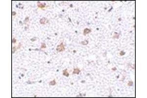 Immunohistochemistry of MANF in human brain tissue with this product at 2. (MANF anticorps  (C-Term))