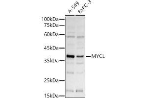 Western blot analysis of extracts of various cell lines, using MYCL antibody (ABIN7269669) at 1:1000 dilution. (LMYC anticorps  (AA 40-180))