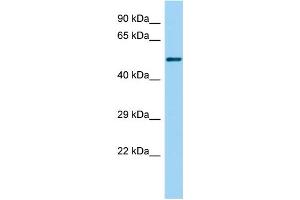 Host: Rabbit Target Name: Gabpb2 Sample Type: Rat Small Intestine lysates Antibody Dilution: 1. (GABPB2 anticorps  (N-Term))