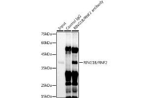 Immunoprecipitation analysis of 300 μg extracts of U-937 cells using 3 μg RING1B/RNF2 antibody (ABIN7270070).