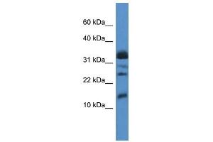 Western Blot showing ELOF1 antibody used at a concentration of 1. (ELOF1 anticorps  (Middle Region))