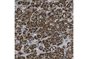Immunohistochemical staining of human adrenal gland with KLHL5 polyclonal antibody  shows strong cytoplasmic positivity in cortical cells at 1:20-1:50 dilution. (KLHL5 anticorps)