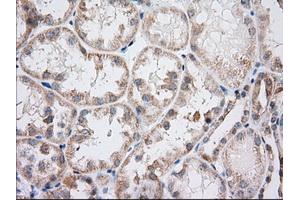 Immunohistochemical staining of paraffin-embedded Human Kidney tissue using anti-IFT57 mouse monoclonal antibody. (IFT57 anticorps)